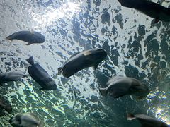 -上海海洋水族馆