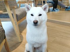 -南京Hallo宠物乐园·哈罗犬舍·柴犬繁育基地