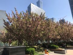 -中央广播电视总台(光华路办公区)