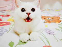 -猫大福·Fortune Cat猫舍(百子湾店)