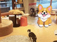 -米乐乖乖猫咪咖啡馆·猫咖(深圳湾后海汇店)