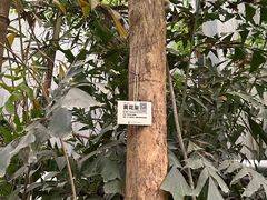 -呀路古热带植物园