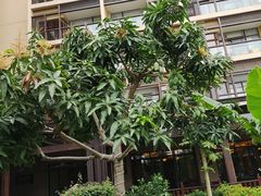 -三亚亚龙湾红树林度假酒店