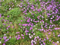 -大塘金香草谷