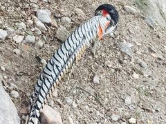 iphone_upload_pic-百鸟园