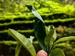 -雁南飞茶田景区