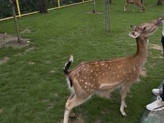 -合肥滨湖国家森林公园