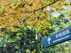 -大奇山国家森林公园