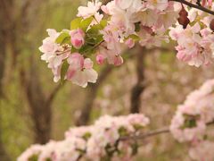 -海棠花溪(元大都城垣遗址公园)