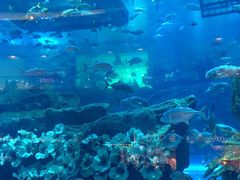 -迪拜水族馆及水下动物园