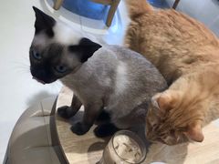 -藏猫猫咖啡主题馆(中央大道店)