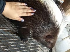 -清迈夜间动物园