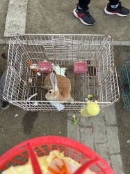 -前小桔亲子创意农场·草莓采摘·露营烧烤