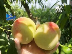 -老袁家蜜桃农场·阳山水蜜桃