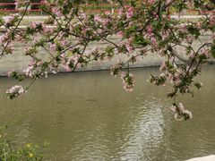 -海棠花溪(元大都城垣遗址公园)