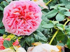 -人民公园(罗湖区)