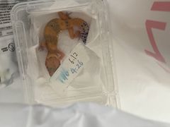 -酷以爬仙阁实体爬宠店·守宫·蜥蜴·专业繁育