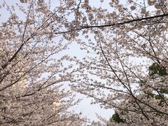 -高东镇樱花园