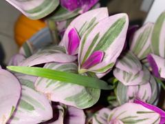 -金陵花卉交易市场