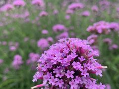 -松山湖梦幻百花洲