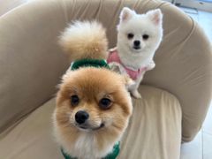 -怪兽屋·羊驼·猫咖·狗咖(俊华广场店)