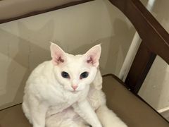 -有猫咖啡umeow coffee