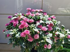 -N多寿司(印象汇店)