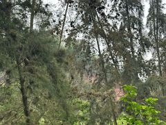 -南宁良凤江国家森林公园