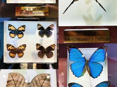 -上海昆虫博物馆