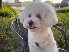 -翊宠yipet猫狗购宠庄园犬舍•猫舍