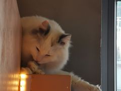 -猫儿山۰猫主题餐厅