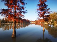 -上海长兴岛郊野公园