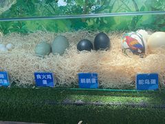 -广州长隆飞鸟乐园