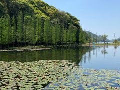 -广州市石门国家森林公园
