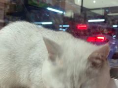 -FAELING PETS美天灵宠物(富力广场店)
