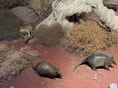 -陕西自然博物馆