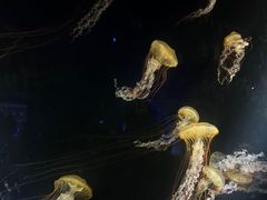 -欢乐海岸海洋奇梦馆