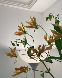 点击看大图 -HairCode芭曲发型