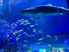 -海合安武汉极地海洋公园