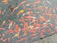 -杭州君悦酒店·青莳