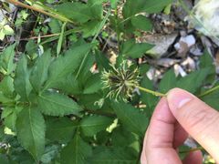 -皇鸽餐厅(龙塘店)