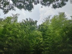 -黄海国家森林公园