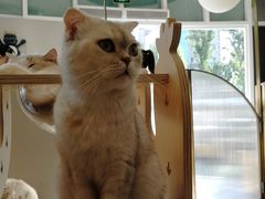 麻花-飞行喵MR PILOT|猫舍·猫咖(静安大融城店)
