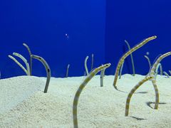 -上海海洋水族馆