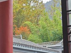 -千年银杏谷文化旅游区