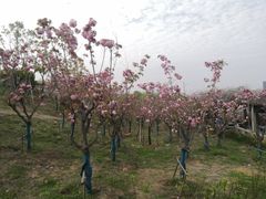 -南京市江宁方山