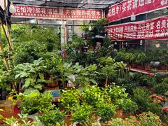 -中环花鸟鱼虫市场