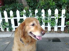 -彩虹桥宠物火化殡葬善终服务(金乐大厦店)