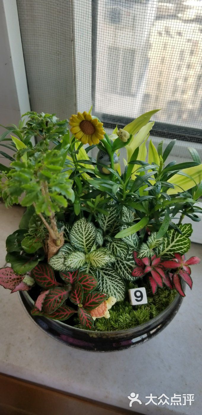 小浣熊的花花草草(莱太花卉店)图片 - 第1张