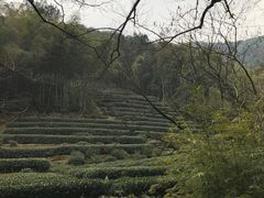 -龙井村